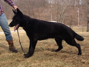 pittsburgh dog training and german shepherd dogs