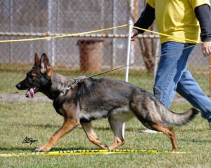 Pittsburgh dog training and German Shepherd Dogs