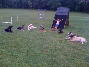 pittsburghdogtrainingandgermanshepherddogs22