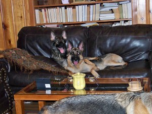 Pittsburgh dog training and German Shepherd Dogs