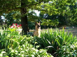 Pittsburgh Dog Training and German Shepherd Dogs