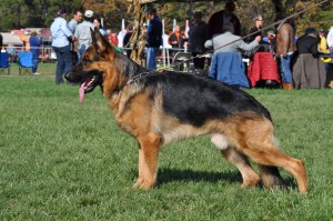 pittsburgh dog training and german shepherd dogs