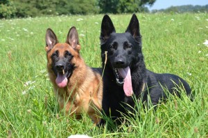 Pittsburgh Dog Training and German Shepherd Dogs12
