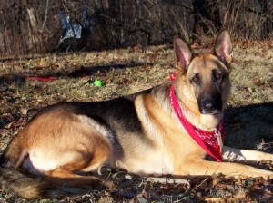 pittsburgh dog training and german shepherd dogs