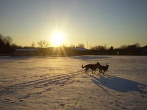 Pittsburgh Dog Training and German Shepherd Dogs