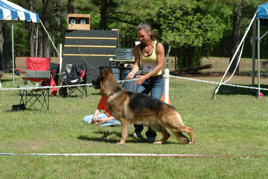 Other types of Training Pittsburgh Dog Training