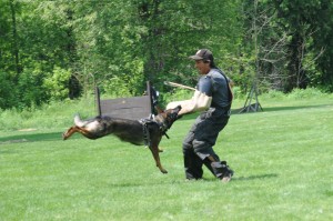 pittsburgh dog training and german shepherd dogs