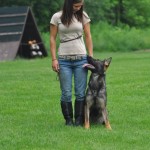 Pittsburgh dog training and German Shepherd Dogs