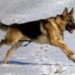Pittsburgh dog training and german shepherd dogs