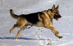 Pittsburgh dog training and german shepherd dogs