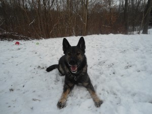 Pittsburgh Dog Training and German Shepherd Dogs