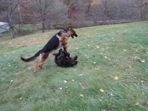 pittsburgh dog training and german shepherd dogs