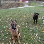 pittsburgh dog training and german shepherd dogs