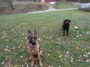 pittsburgh dog training and german shepherd dogs