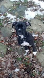 Pittsburgh Boxer puppy