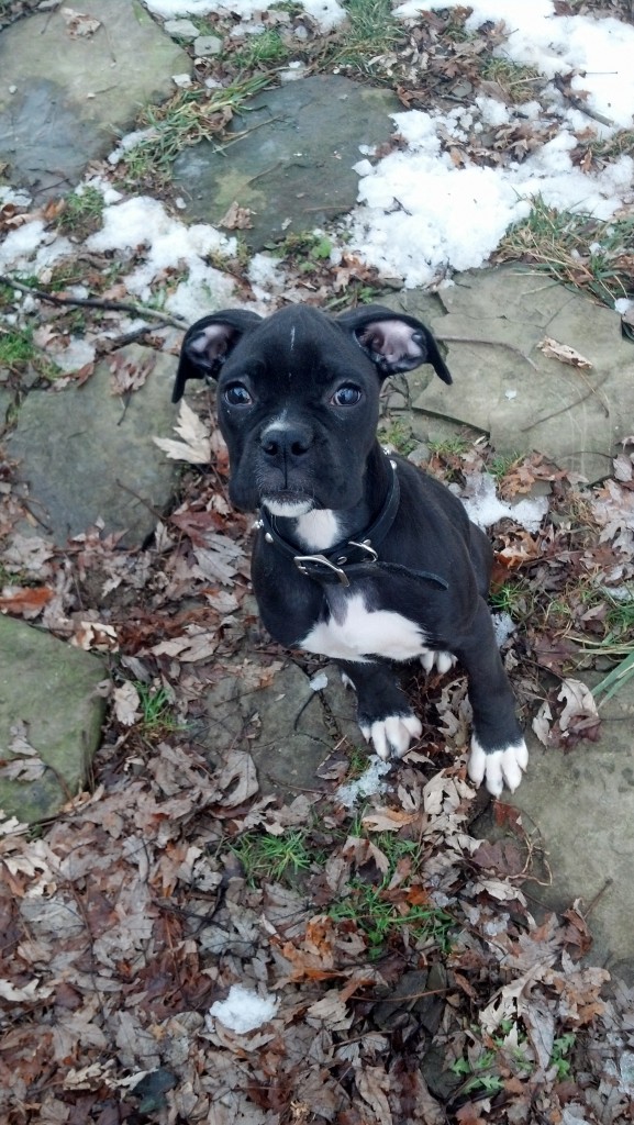Available Buster 12 week old Boxer puppy Pittsburgh