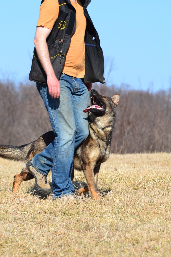 DSC_0032 Pittsburgh Dog Training