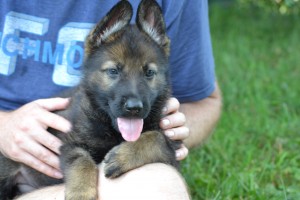 German Shepherd puppy Pittsburgh