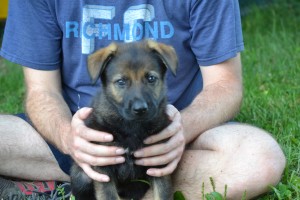 German Shepherd puppy Pittsburgh