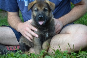 German Shepherd puppy Pittsburgh