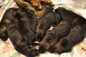 German Shepherd puppy Pittsburgh