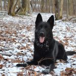 Pittsburgh Dog Training and German Shepherd Dogs