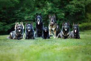 Pittsburgh Dog Training and German Shepherd Dogs